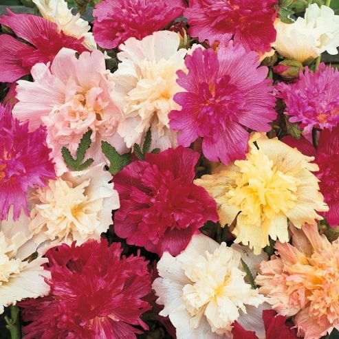 Image of Hollyhock 'majorette Mixed' - 1 Packet (80 Seeds)