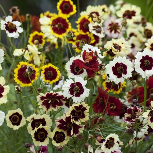 Image of Coreopsis X Hybrida 'incredible' - 1 Packet (200 Seeds)