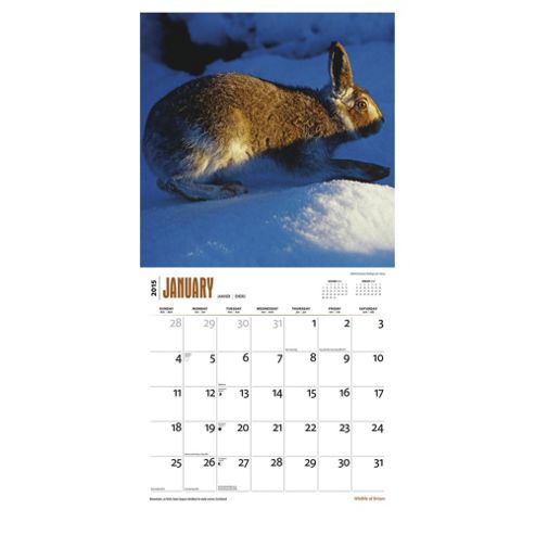 Image of Wildlife Of Britain 2015 Square Calendar