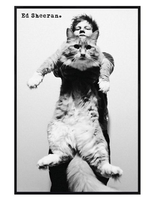 Image of Ed Sheeran Gloss Black Framed Fat Cat Poster