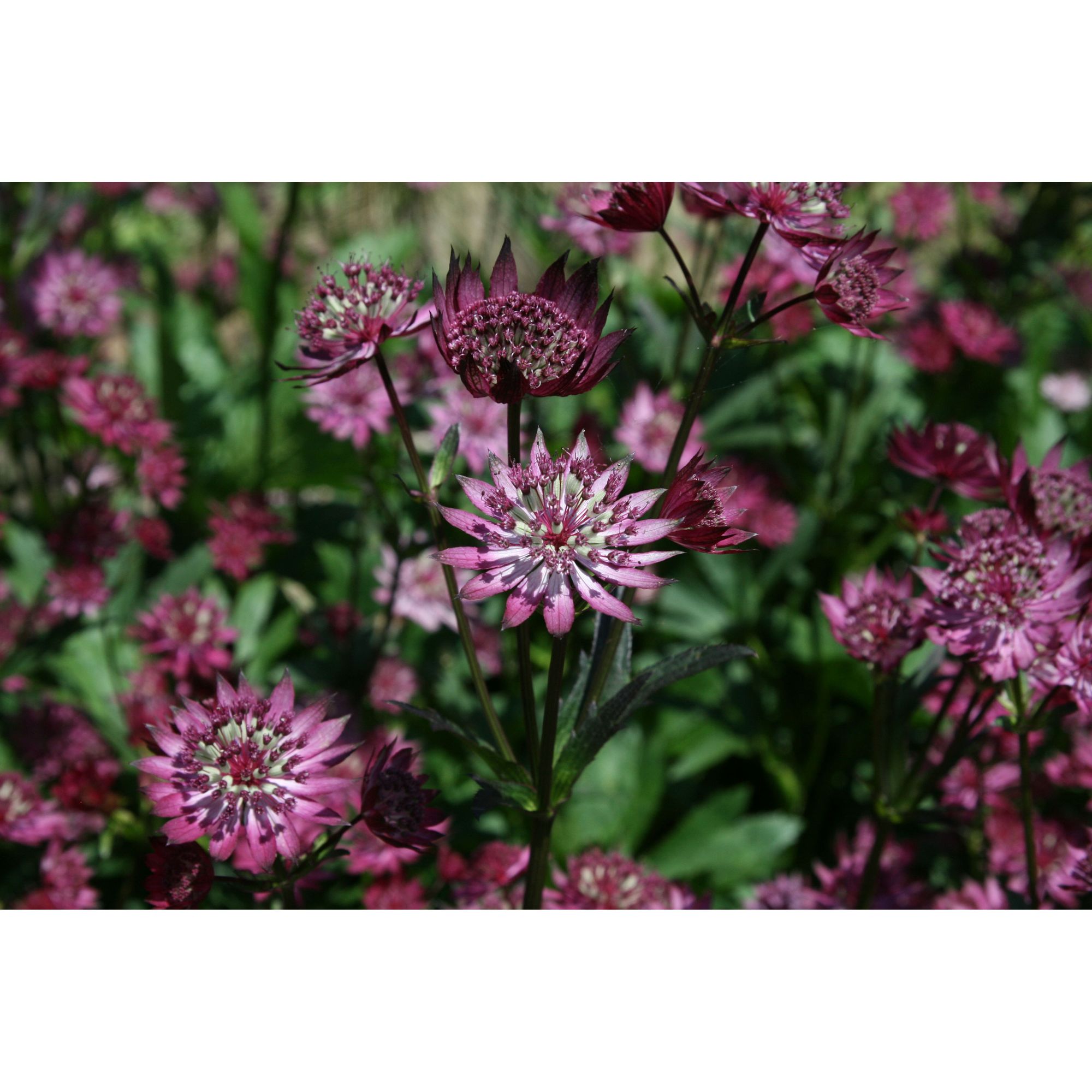 Астранция Astrantia Major Claret