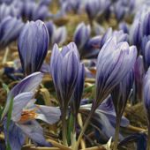 Crocus cancellatus - 10 bulbs