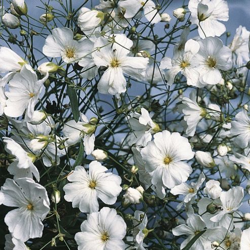 Image of Gypsophila Elegans 'covent Garden' - 1 Packet (1500 Seeds)