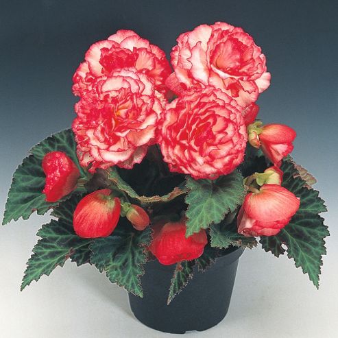 Image of Begonia X Tuberhybrida 'nonstop&reg; Rose Petticoat' F1 Hybrid - 1 Packet (25 Seeds)