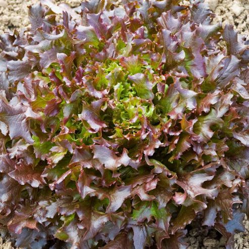Image of Lettuce 'mazurosso' (loose-leaf) - 1 Packet (250 Lettuce Seeds)