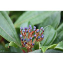 viburnum (Viburnum davidii)