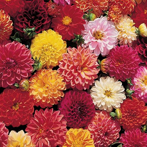 Image of Dahlia Variabilis 'double Extreme' - 1 Packet (25 Seeds)