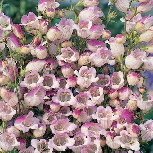 Image of Penstemon X Hybrida 'lilac Frost' - 1 Packet (50 Seeds)