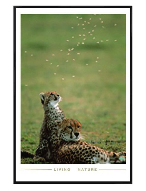 Image of Living Nature Gloss Black Framed Cheetah Cub At Play Poster