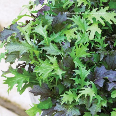Image of Salad Leaves 'frilly Mixed' - 1 Packet (1000 Salad Seeds)