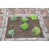 herb collection - mint, rosemary, thyme, parsley & sage or lavender (Herb collection (6 mixed herbs))