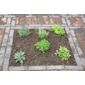 herb collection - mint, rosemary, thyme, parsley & sage or lavender (Herb collection (6 mixed herbs))
