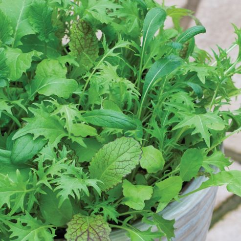 Image of Salad Leaves 'nice 'n' Spicy' Mixed - 1 Packet (500 Salad Seeds)