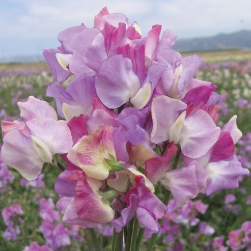 Image of Sweet Pea 'prima Ballerina' - 1 Packet (25 Seeds)