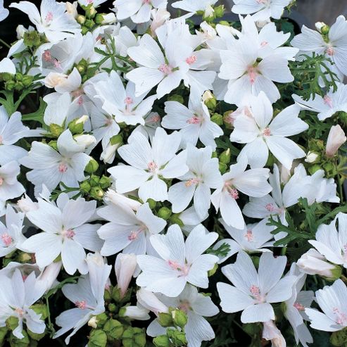 Image of Malva Moschata 'snow White' - 1 Packet (40 Seeds)