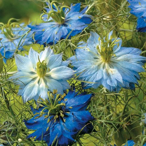 Image of Nigella Damascena 'moody Blues' - 1 Packet (600 Seeds)