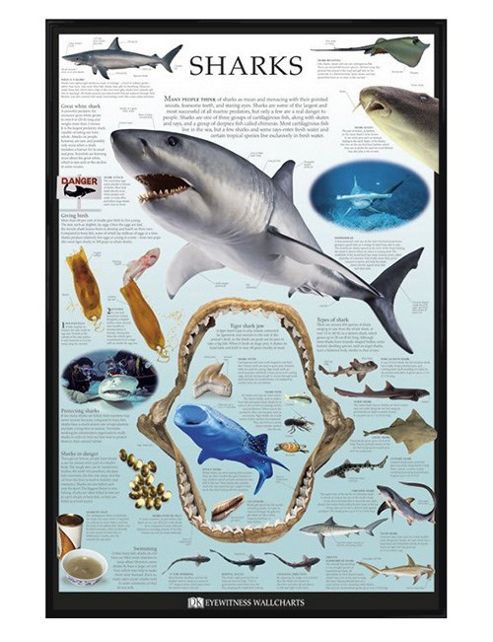 Image of Dorling Kindersley Gloss Black Framed Sharks Poster