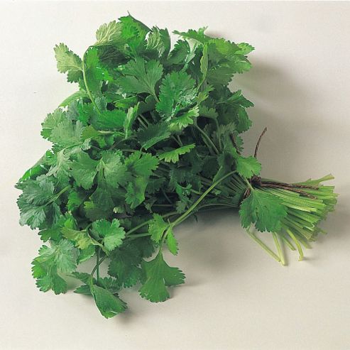 Image of Coriander - 1 Packet (150 Seeds)