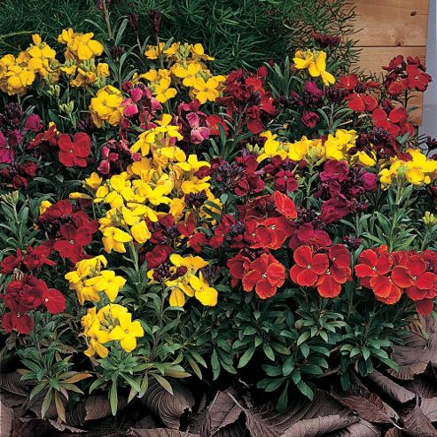 Image of Wallflower 'tom Thumb Mixed' - 1 Packet (200 Seeds)