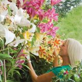 Tree Lily&reg; Collection - 18 top size bulbs - 6 of each variety