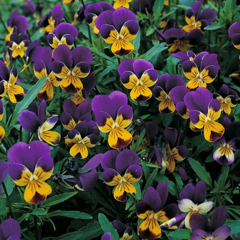 Image of Viola Tricolor - 1 Packet (200 Seeds)