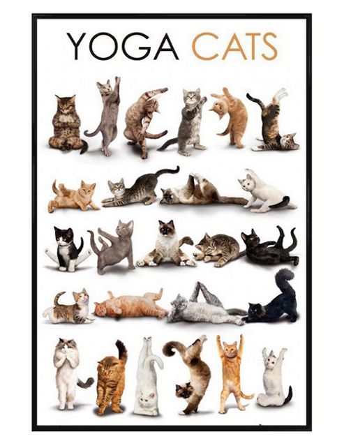 Image of Gloss Black Framed Yoga Cats Poster