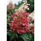 hydrangea (Hydrangea paniculata Pinky Winky ('Dvppinky') (PBR))