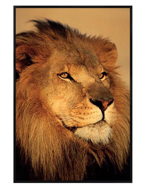 Image of African Wildlife Photography Gloss Black Framed Close-up Of A Lion Poster