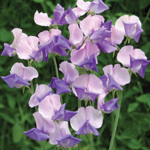 Image of Sweet Pea 'erewhon' - 1 Packet (25 Seeds)