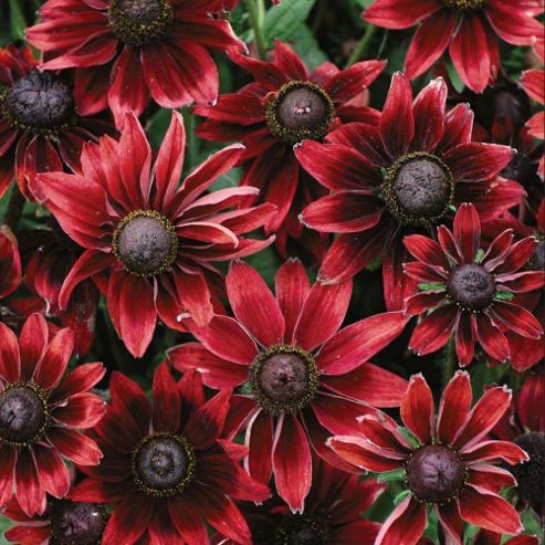 Image of Rudbeckia Hirta 'cherry Brandy' - 1 Packet (50 Seeds)