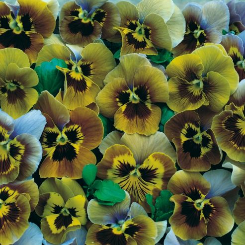 Image of Pansy 'envy' - 1 Packet (20 Seeds)