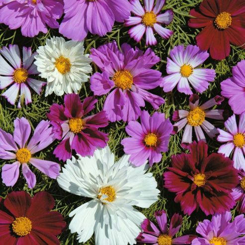Image of Cosmos Bipinnatus 'double All Sorts Mixed' - 1 Packet (100 Seeds)