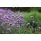verbena (Verbena bonariensis)