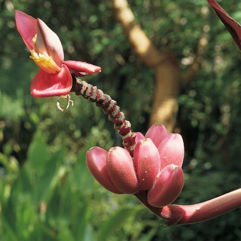 Image of Musa Velutina - 1 Packet (10 Seeds)
