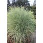silver grass (Miscanthus sinensis 'Morning Light')