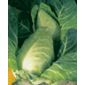 cabbage (cabbage 'Durham')