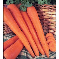 carrot (carrot James Scarlet Intermediate)