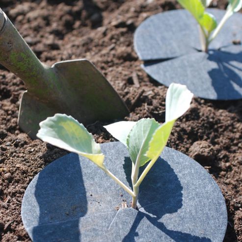 Image of Cabbage Collars - 20 Collars
