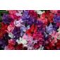 spencer sweet pea seed Spencer Waved Mix (Lathyrus odoratus 'Spencer Waved Mix')