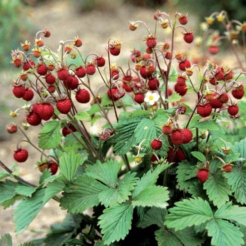 Image of Woodland Strawberry - 1 Packet (100 Strawberry Seeds)