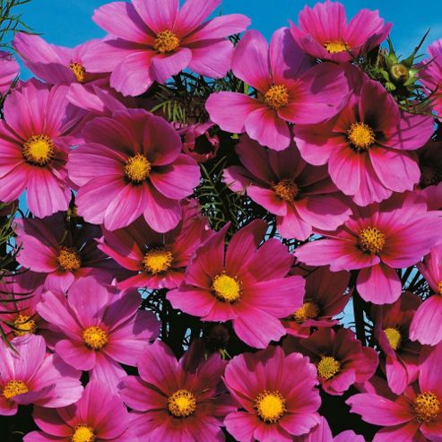 Image of Cosmos Bipinnatus 'versailles Tetra' - 1 Packet (100 Seeds)