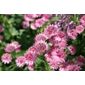 masterwort (Astrantia 'Roma' (PBR))