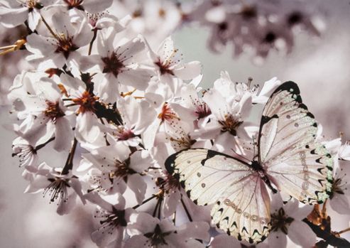 Image of Graham & Brown Butterfly Branch With Glitter Wall Art