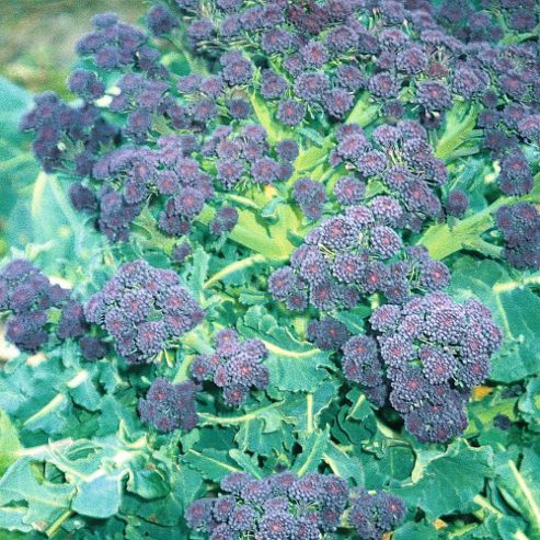 Image of Broccoli 'summer Purple' (purple Sprouting) - 1 Packet (200 Broccoli Seeds)