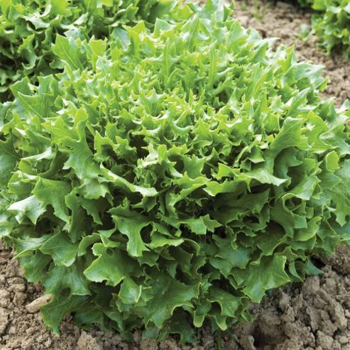Image of Lettuce 'mazur' (loose-leaf) - 1 Packet (250 Lettuce Seeds)