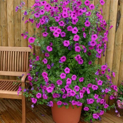 Image of Petunia Hybrida 'purple Tower' F1 Hybrid - 1 Packet (30 Seeds)