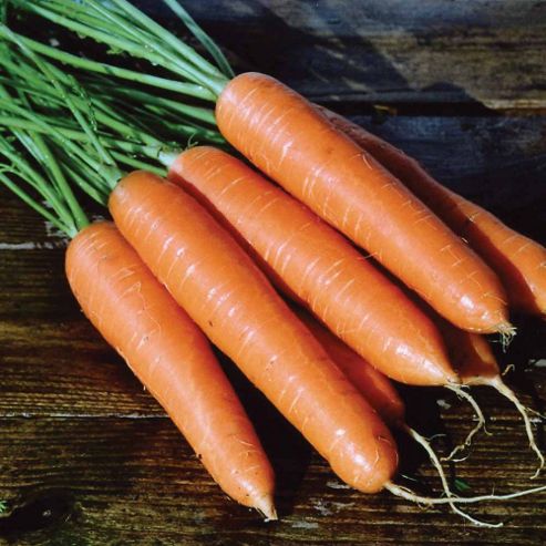 Image of Carrot 'eskimo' F1 Hybrid - 1 Packet (450 Carrot Seeds)