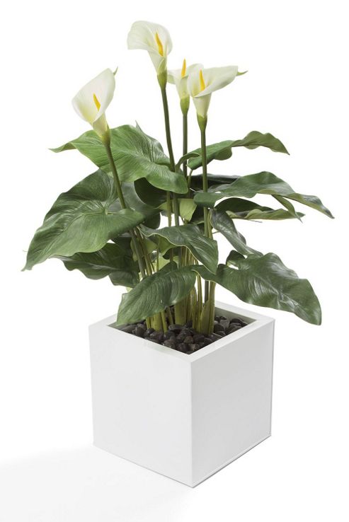 Image of Artificial 3ft Lime Green Calla Lily Plant