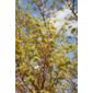 coral-bark maple (Acer palmatum 'Sango-kaku')
