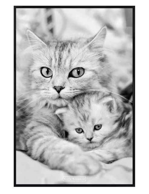 Image of Keith Kimberlin Gloss Black Framed Cat And Kitten Poster